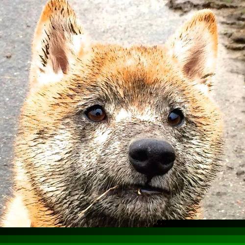 双线绝杀，绿茵场上的奇迹与乒乓台前的统帅