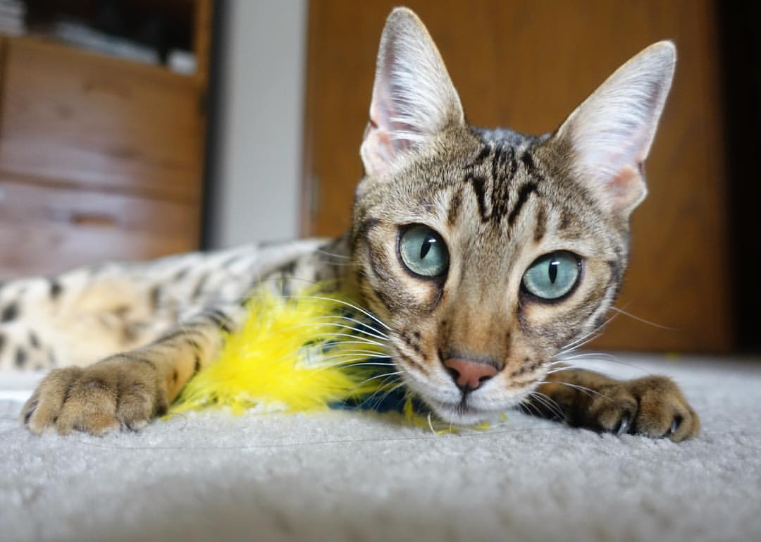 量子投影，湖人碾压76人时，孙铭徽为何突然颤抖？他用半空七米传球的电磁共振隔空博弈