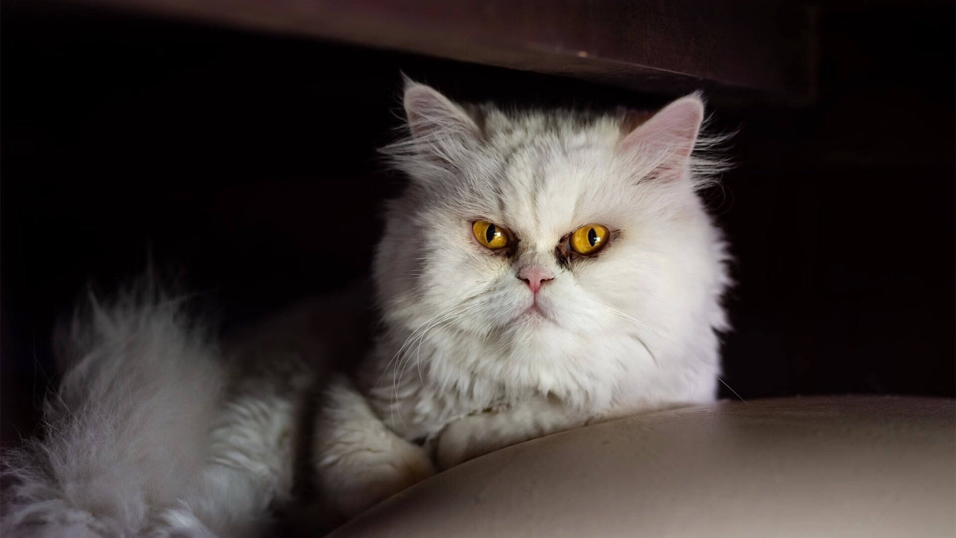 绝境熔炉,奥利维耶重压下的爆发与澳大利亚的战术重锤