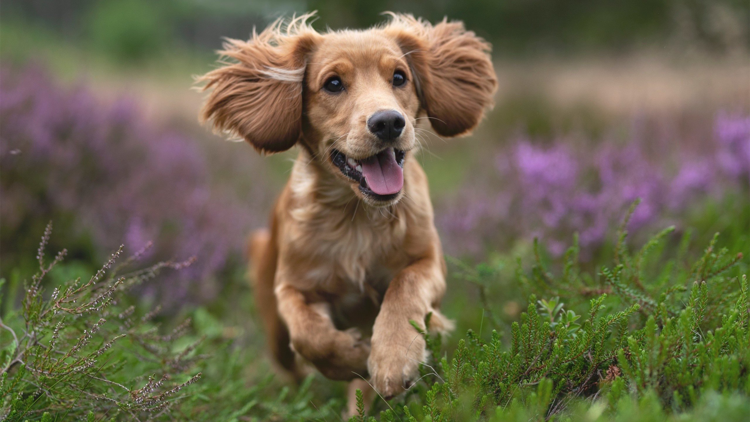 F1鹈鹕城正赛，浓眉保胎制胜，独行侠遭遇虚拟安全车
