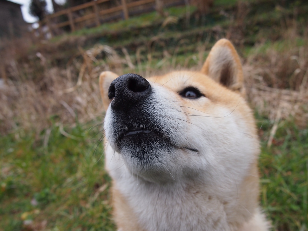 冰山崩裂,当阿特拉斯雄狮在奥运关键战啃碎非洲巨人