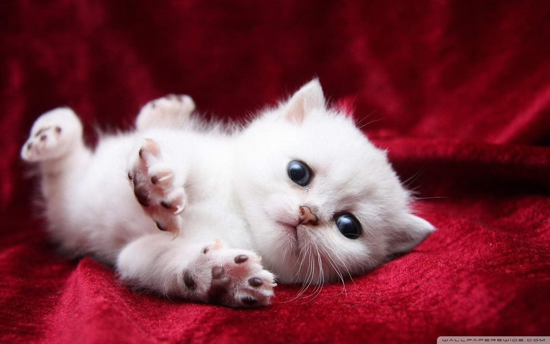 魔笛奏响进攻狂想曲,大黄蜂险渡爱尔兰险滩