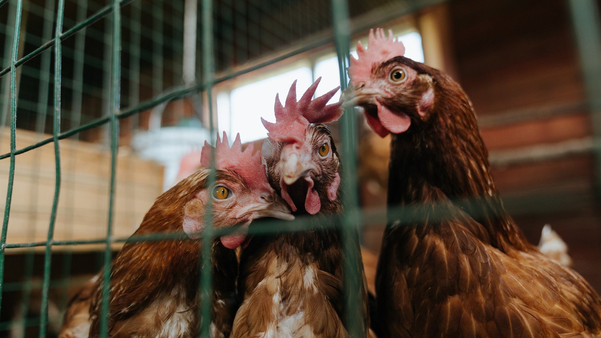 爱游戏大厅-当篮球与引擎共鸣，文班亚马的赛道交响夜