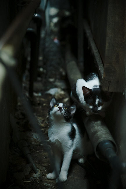 无声惊雷与窒息攻防，哈利伯顿的爆发与奇才战术的胜利解析