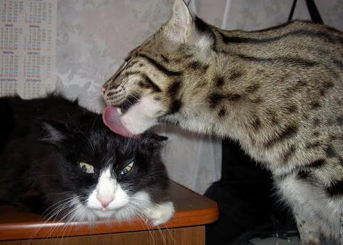 塞维利亚铁壁收割阿根廷利刃，阿坎吉一战封神评分拉满