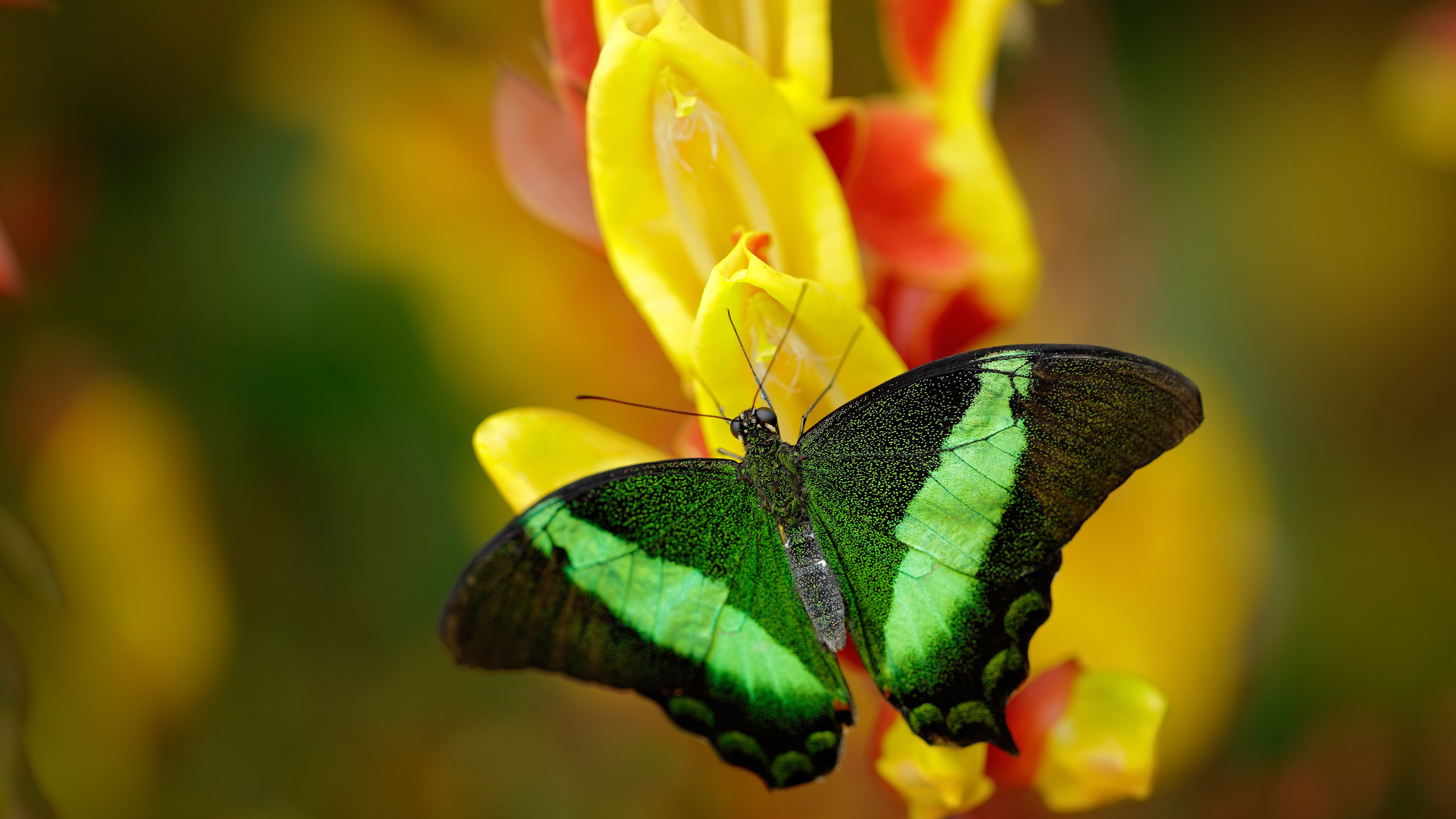 斗牛士的铁链，当楚阿梅尼在2026年勒住整个澳大利亚