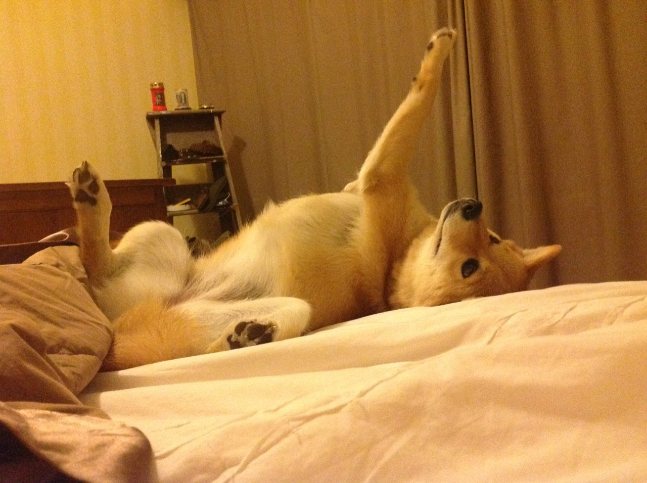 战神降临！锡安49分撕碎防线，深圳队鏖战灰熊虽败犹荣