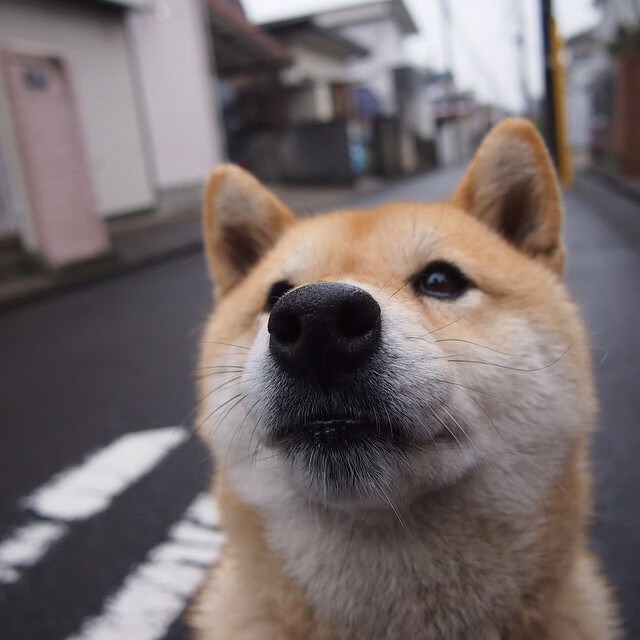 历史与沙漠的对决,当阿尔及利亚斩落乌拉圭,拉亚加冕硬仗之王