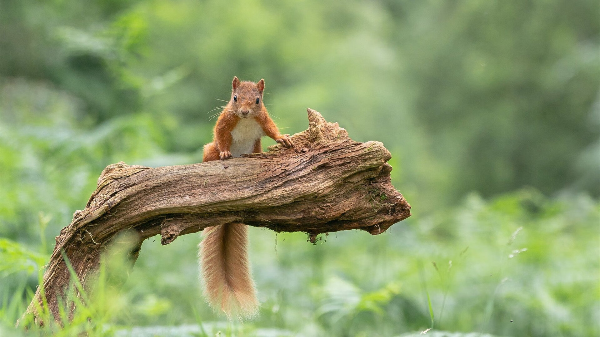 意甲焦点战的南美映照，智利节奏掌控哥伦比亚的战术奥秘