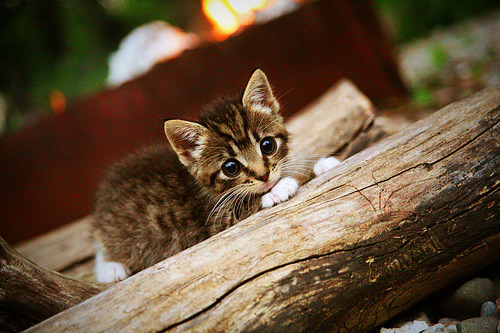 一人之力，半场风暴，萨内的利刃如何提前终结中安之战悬念