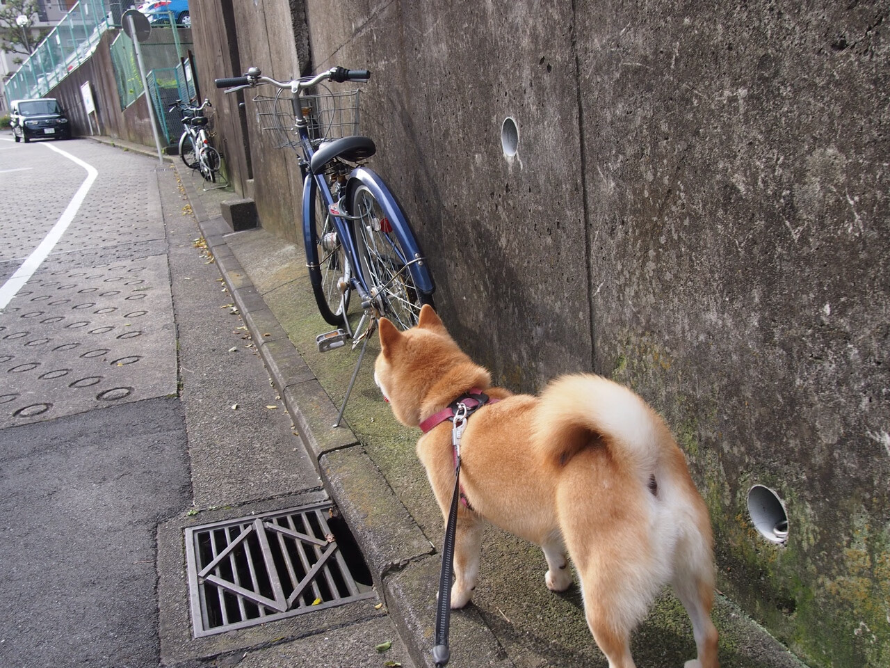 爱游戏APP-哈维式的胜利，勒沃库森用国家德比级中场控制，轻取巴拉圭