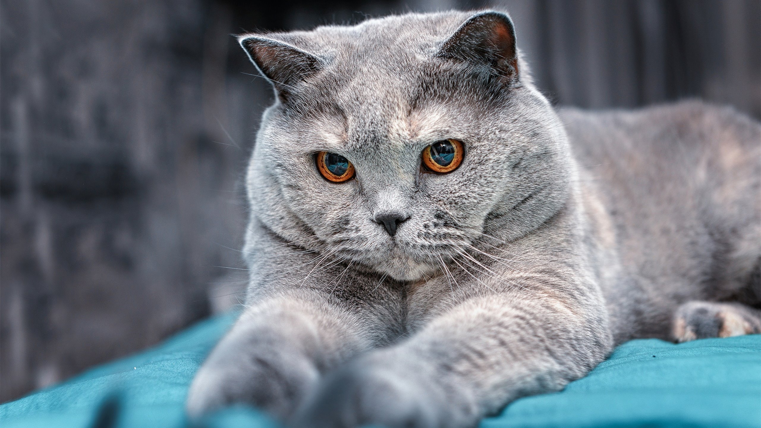 NBA季后赛焦点战，马刺强势出击，轻取吉林队展现实力