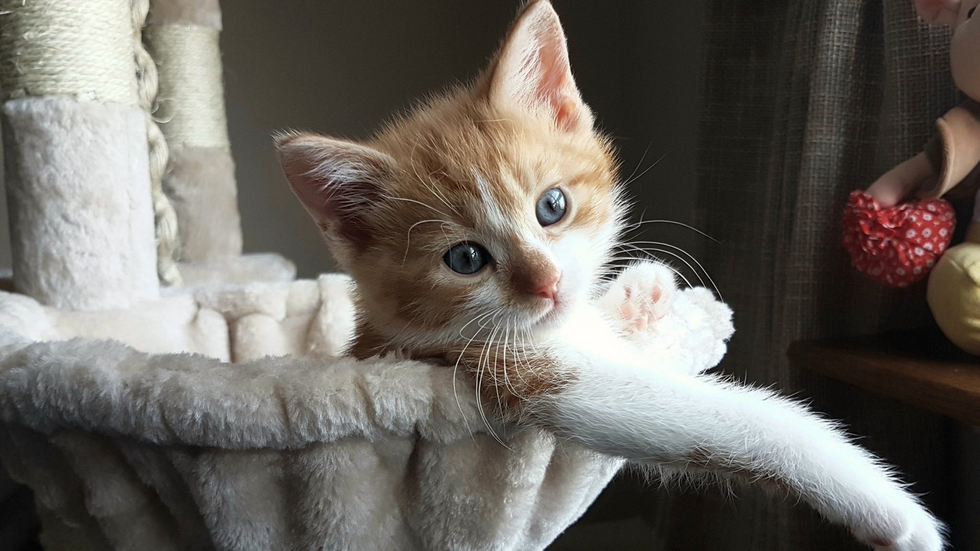 爱游戏在线-北极星升起，乔治的单翼舞与团队的共翱翔