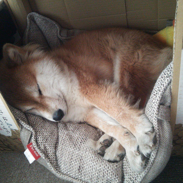 当东方长城遇见西方巨鹿，文班亚马的篮球外交与一场颠覆性胜利